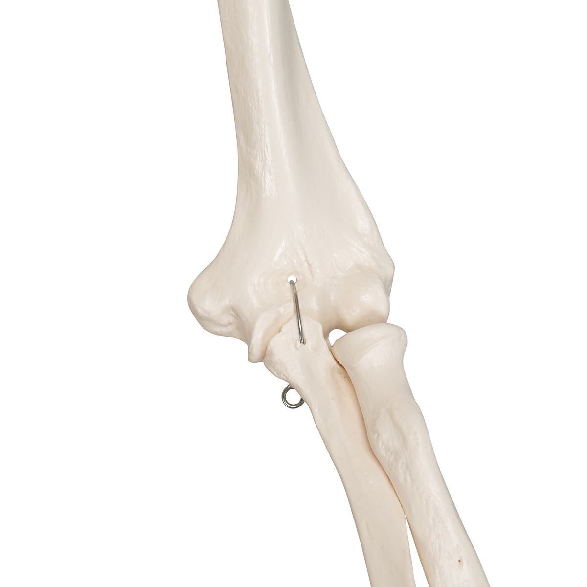 Human Skeleton Model Stan | 1020171 | 3B Scientific | A10 | Human