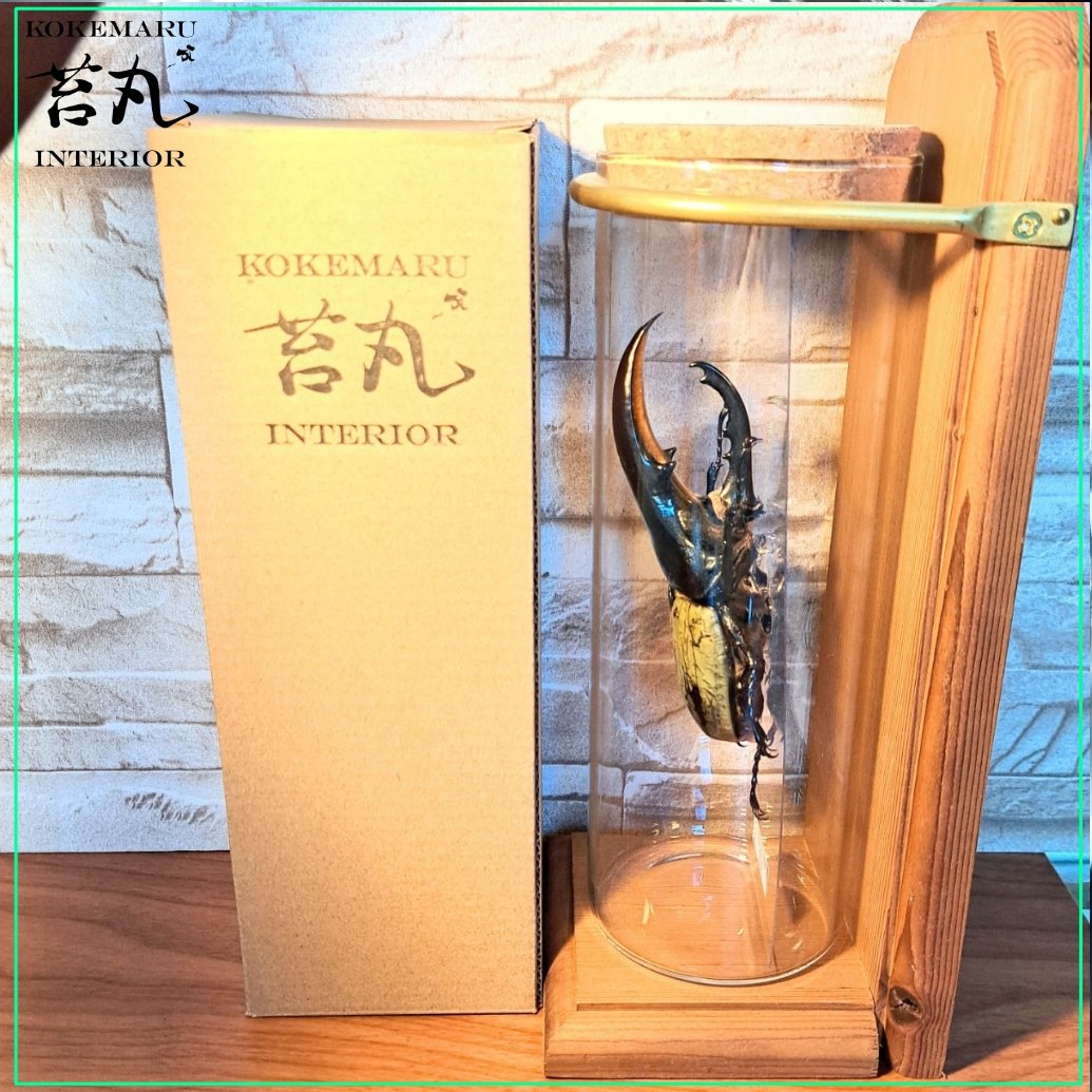 昆虫標本 超大型血統ヘラクレスオオカブト雄163mm 美形 ヘラクレス