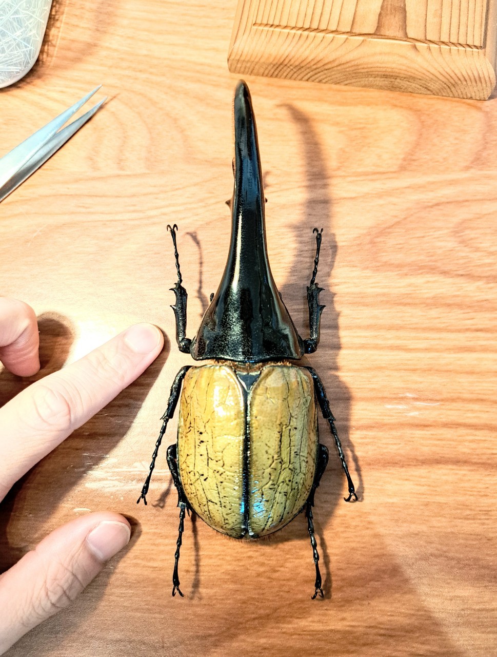 昆虫標本 超大型血統ヘラクレスオオカブト雄163mm 美形 売切