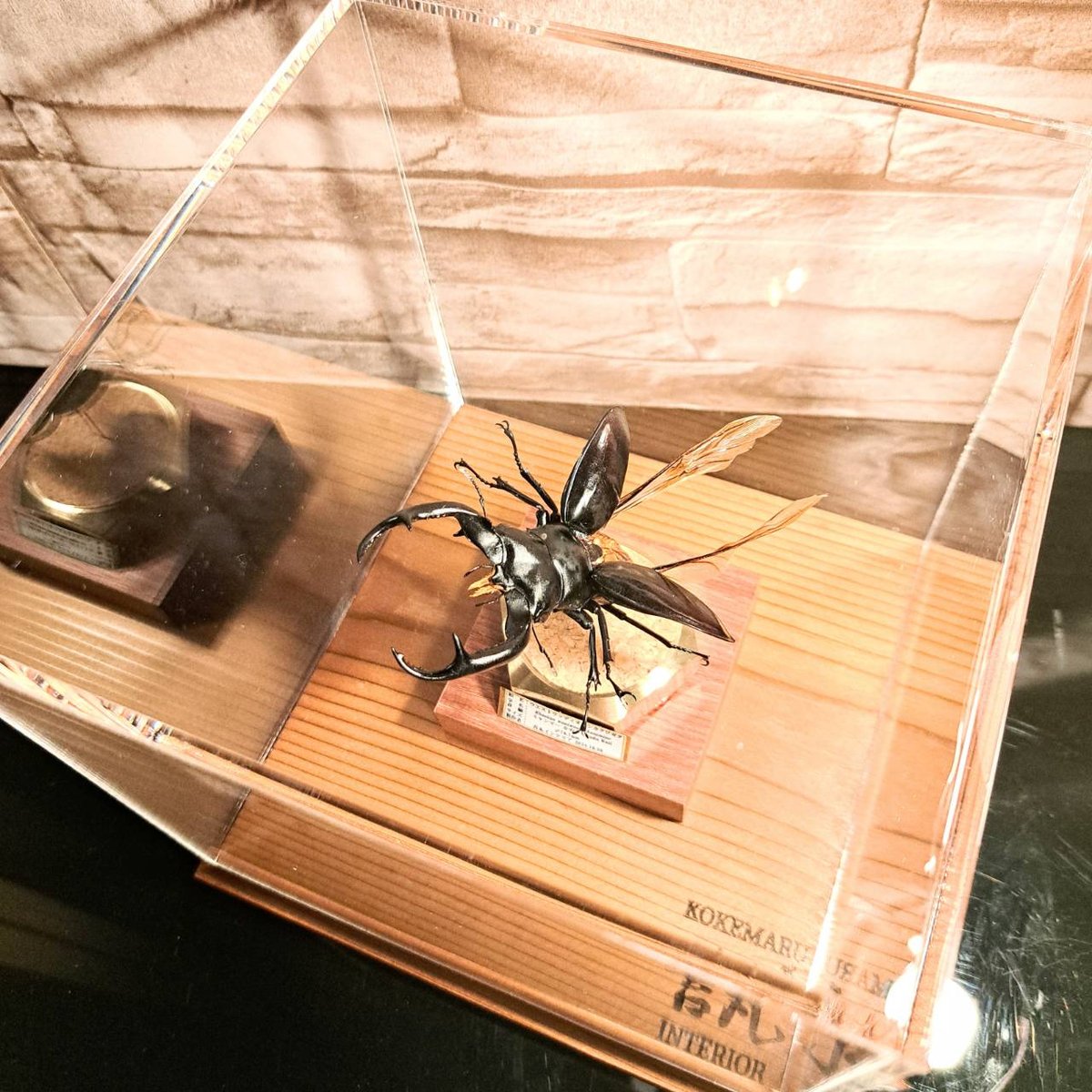 ラグジュアリー 昆虫標本】ウエストウッディオオシカクワガタ♂79.8mm