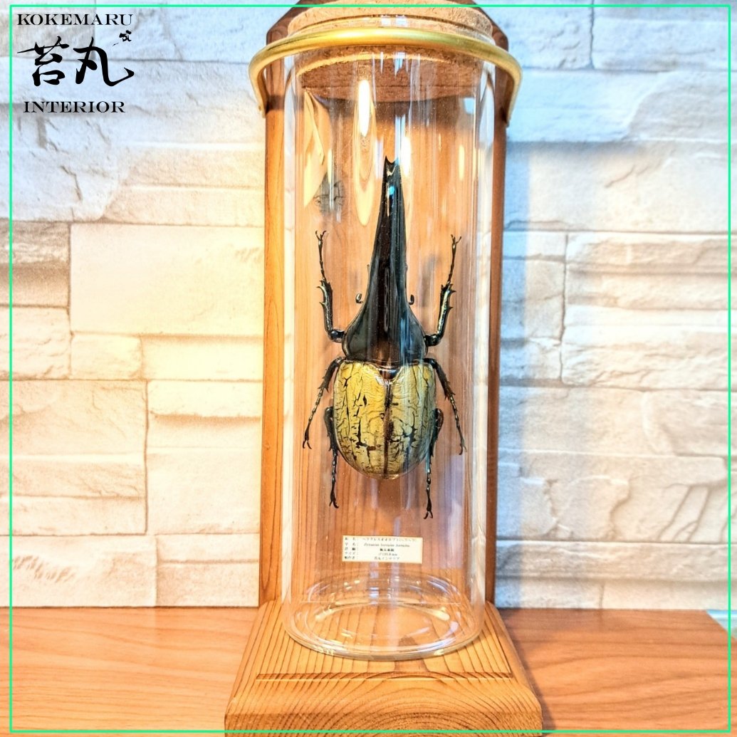 昆虫標本 超大型血統ヘラクレスオオカブト雄163mm 美形 ヘラクレス