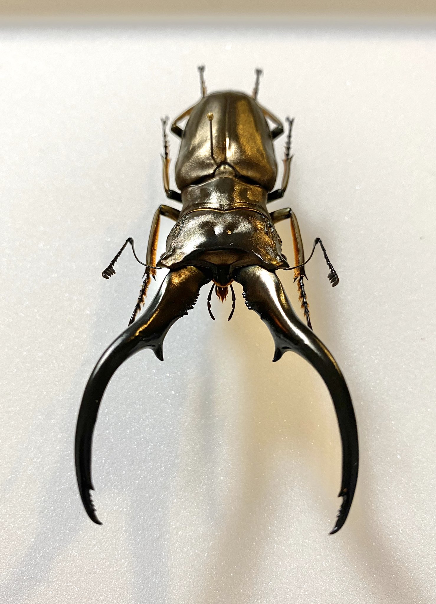 モンギロンホソアカ モンギローニホソアカクワガタ 標本