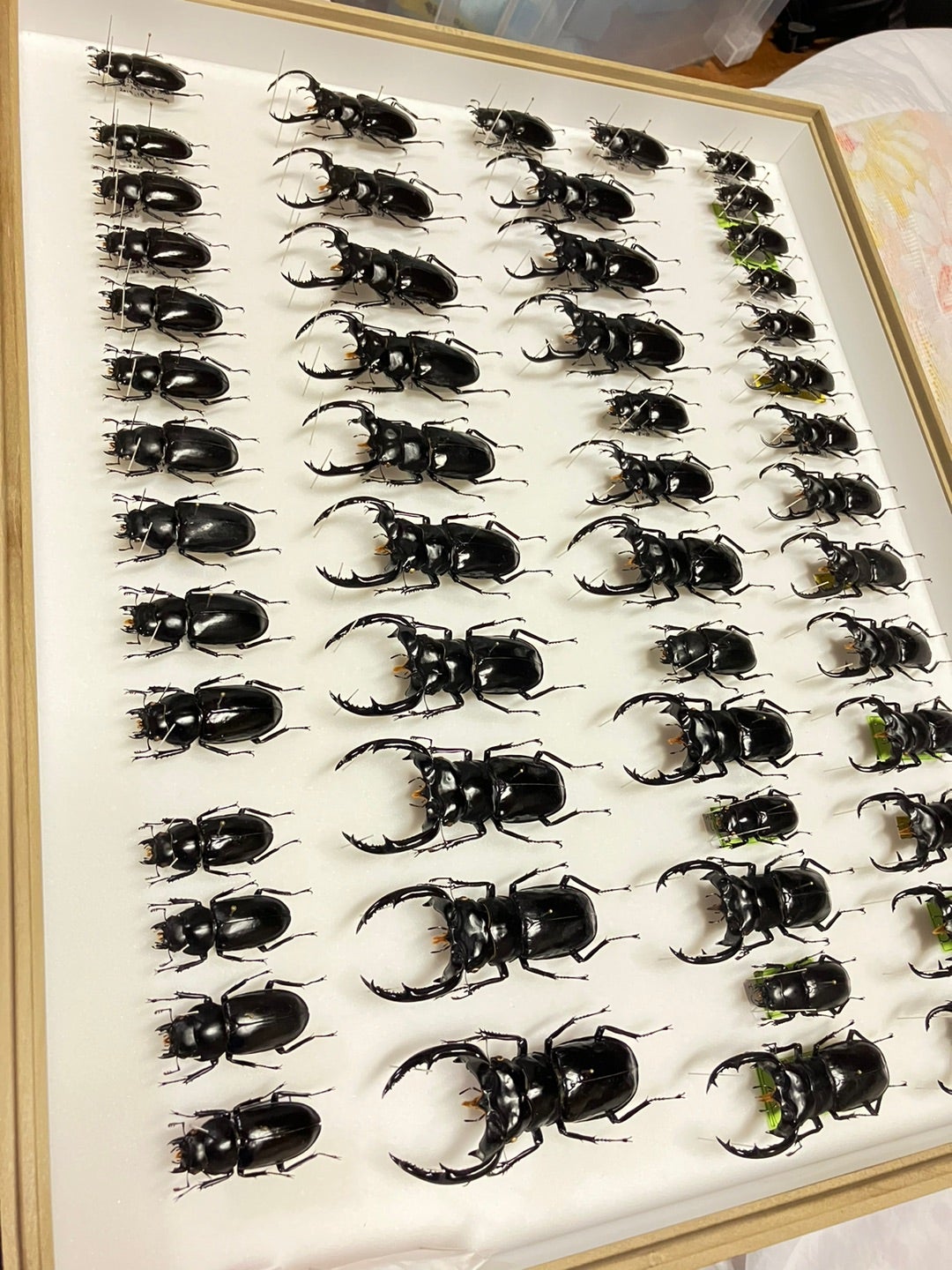 わ*木様 ウエストウッディオオシカクワガタ 標本 ラグジュアリー 昆虫