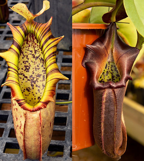 Nepenthes (Northiana x Nebularum)-RE-0125 | Clearwatercarnivores