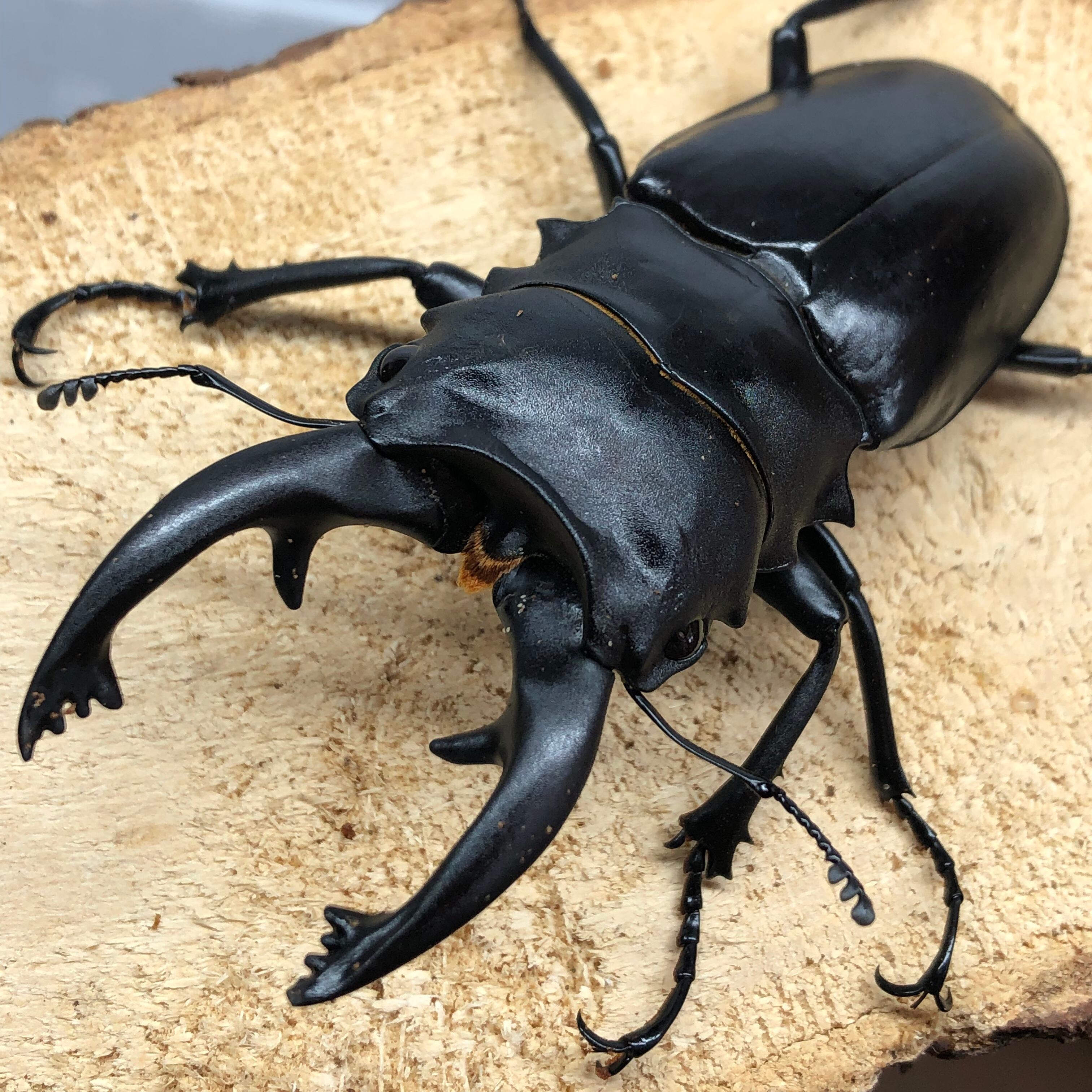 モンギロンホソアカ モンギローニホソアカクワガタ 標本