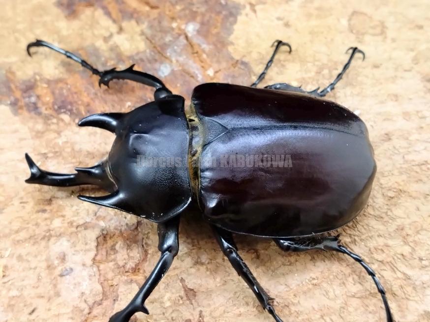 アクティオンゾウカブト標本♂♀